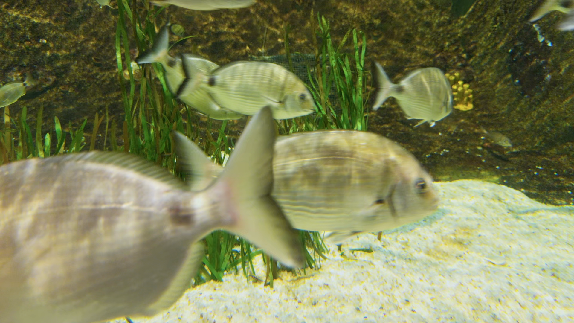 Exotic Tropical Fish With Long Flowing Fins Stock Footage SBV-354254075 ...