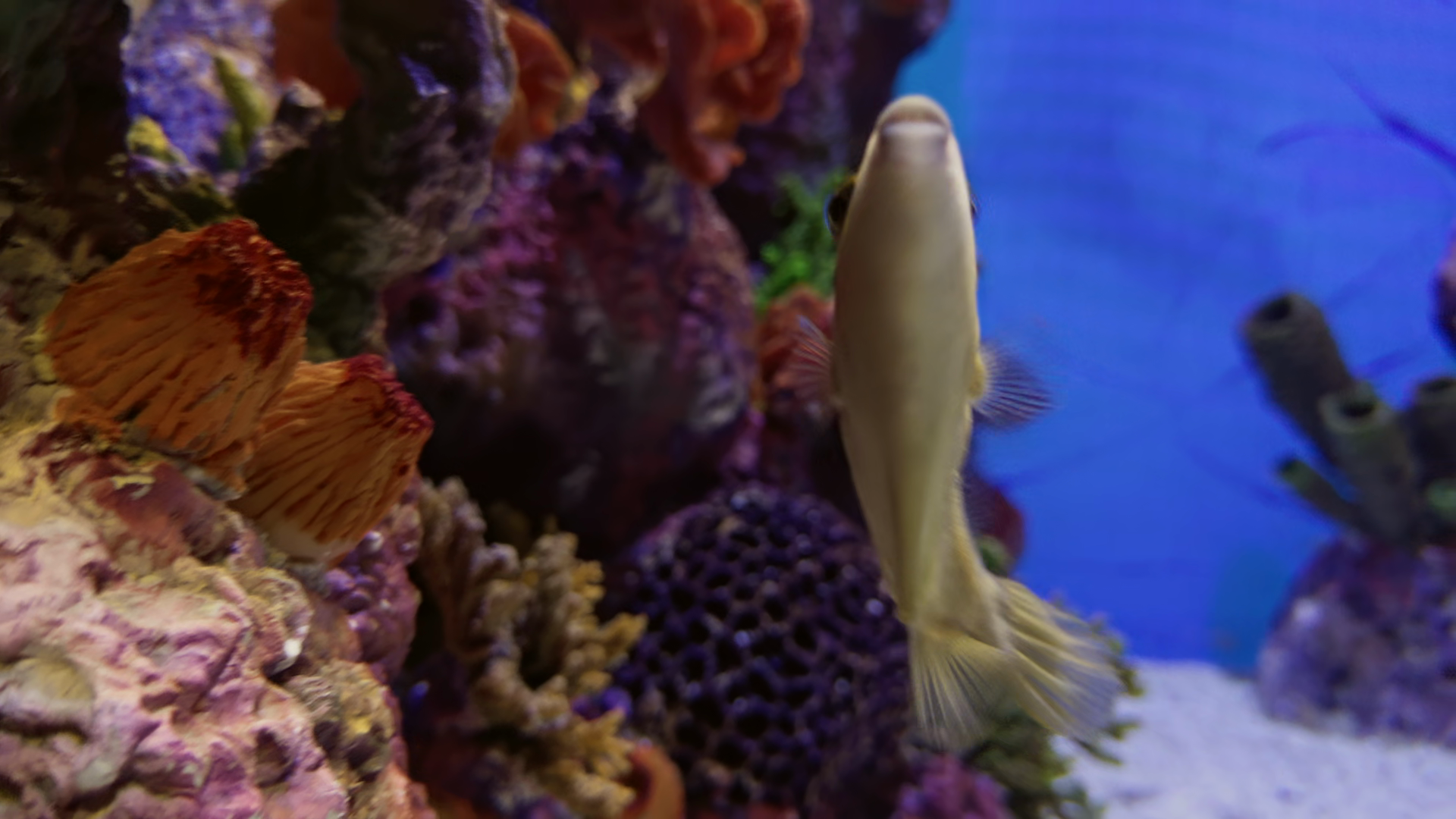 Exotic Tropical Fish With Long Flowing Fins Stock Footage SBV-354253986 ...