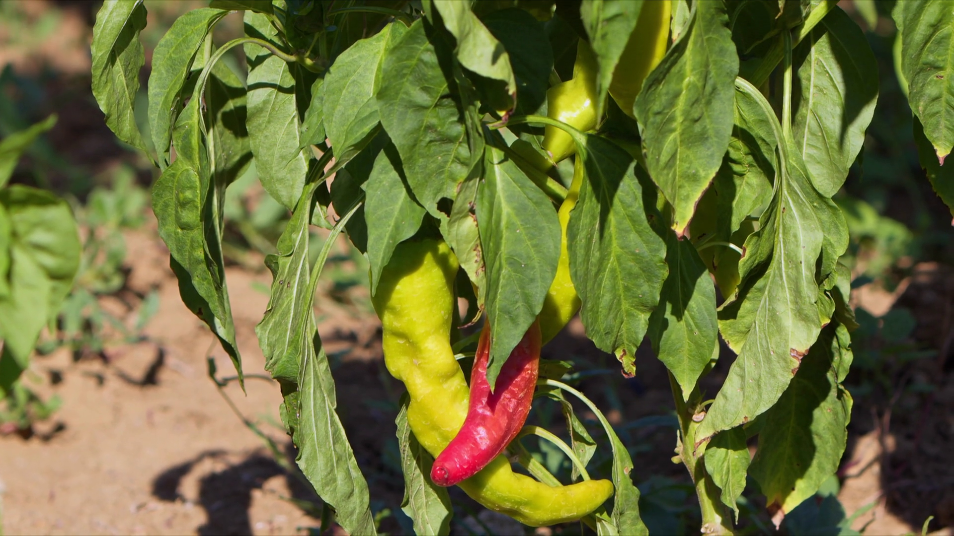 Kapia Green Pepper On Farm Plant Agriculture Stock Footage SBV ...