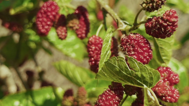 Ripening Stock Footage: Royalty-Free Video Clips - Storyblocks