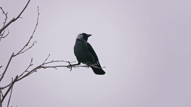 Crow Flying Forest Stock Footage: Royalty-Free Video Clips - Storyblocks