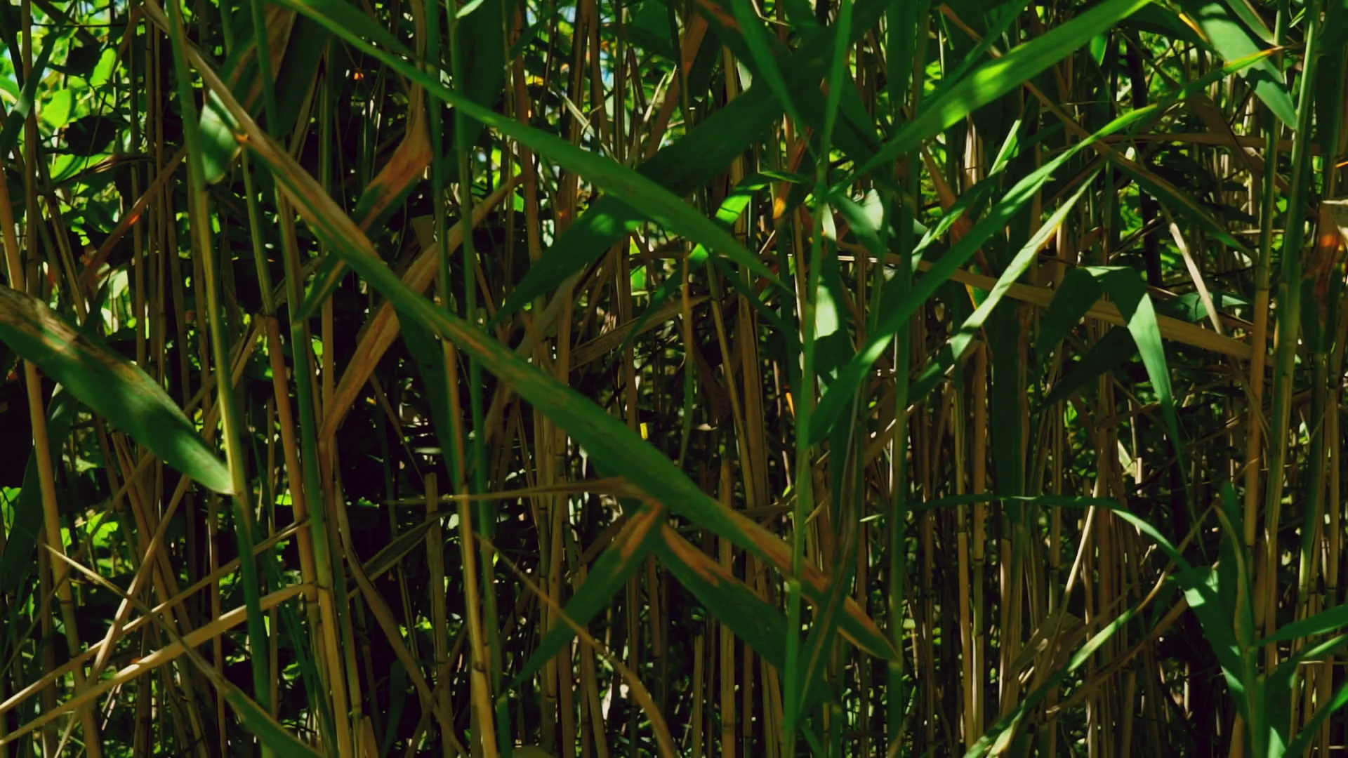 Close-up Details Of Nature: Reed Cane Stock Footage SBV-308289206 ...