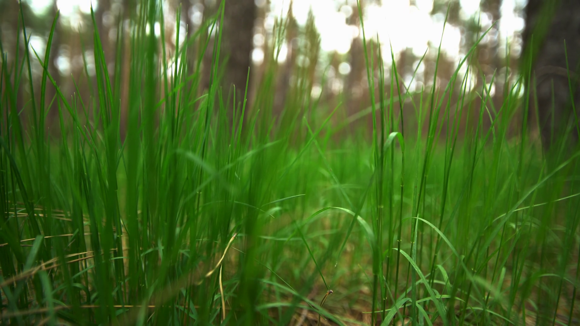 Green Grass On Lawn 4k Video Stock Footage SBV-314767309 - Storyblocks