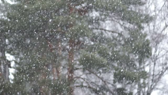 Snow Fall Stock Footage: Royalty-Free Video Clips - Storyblocks