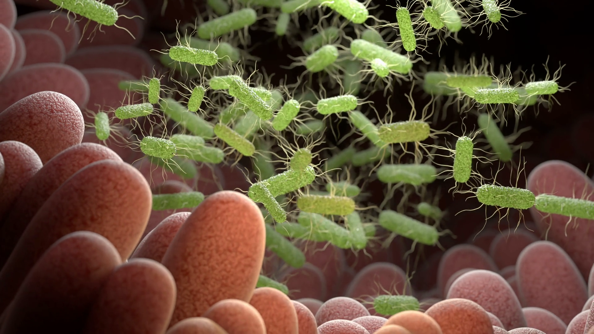 3d Render Animation Of Salmonella Bacteria Stock Motion Graphics SBV ...