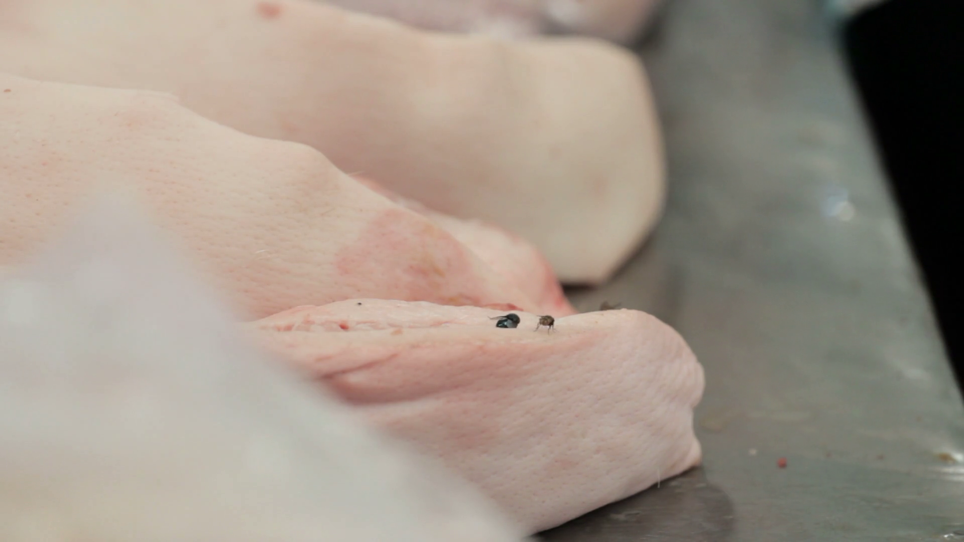 Footage Closeup Pork Skin With Flies In Stock Footage SBV-348602207 ...