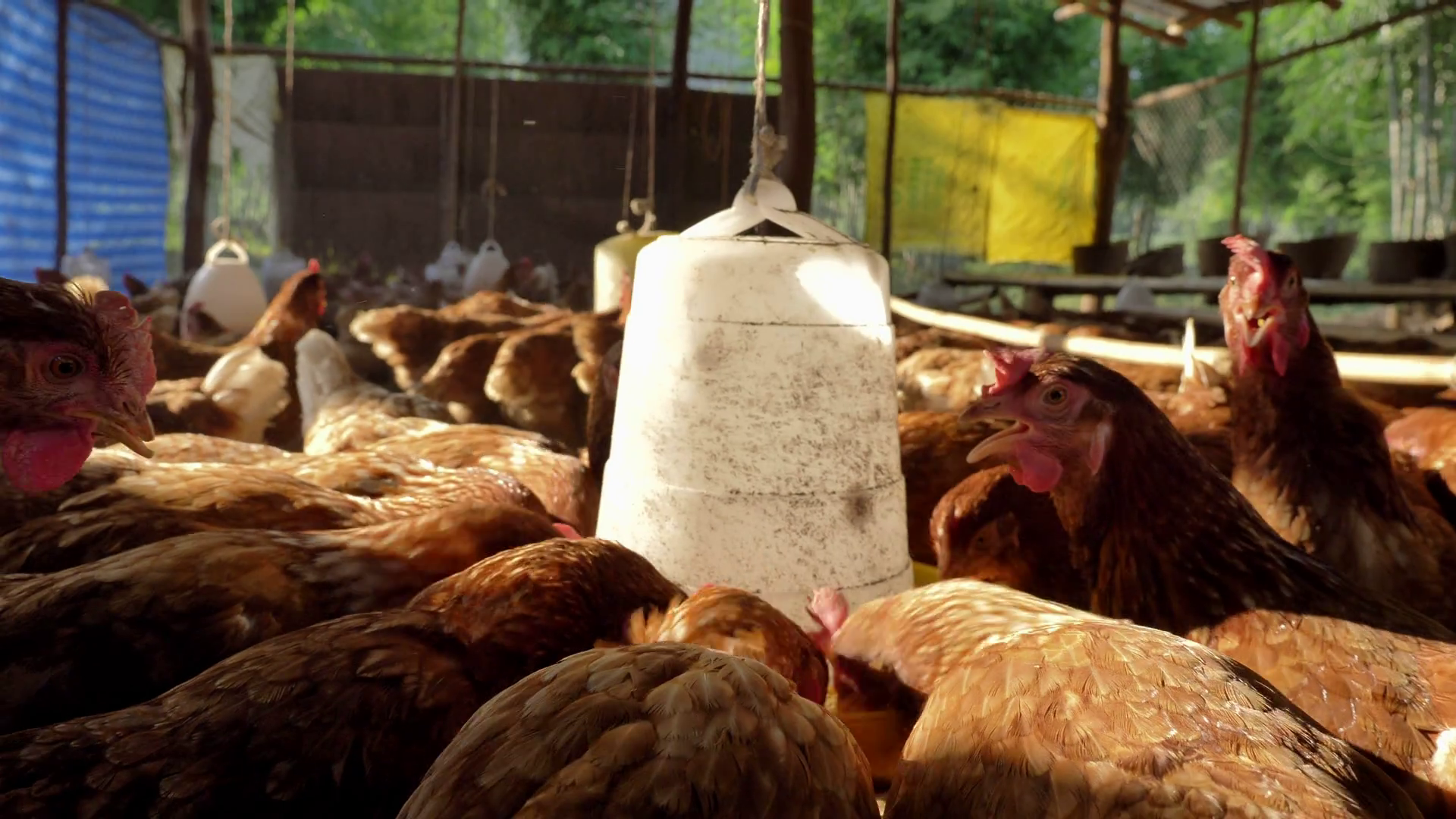 Hens Chickens Eating Food In Farm Stock Footage SBV-337895642 - Storyblocks