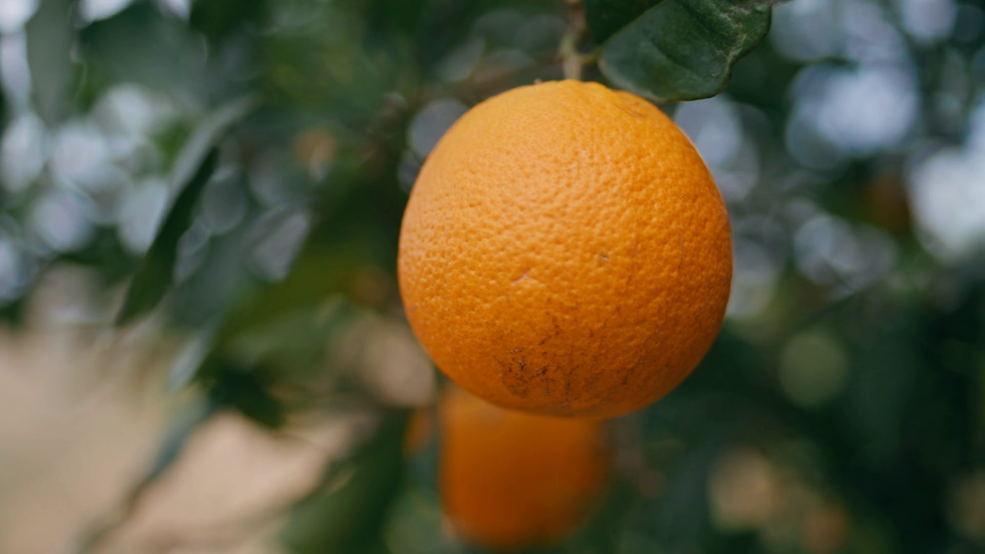 Closeup Orange Cultivation Process On Warm Stock Footage SBV-348751901 ...