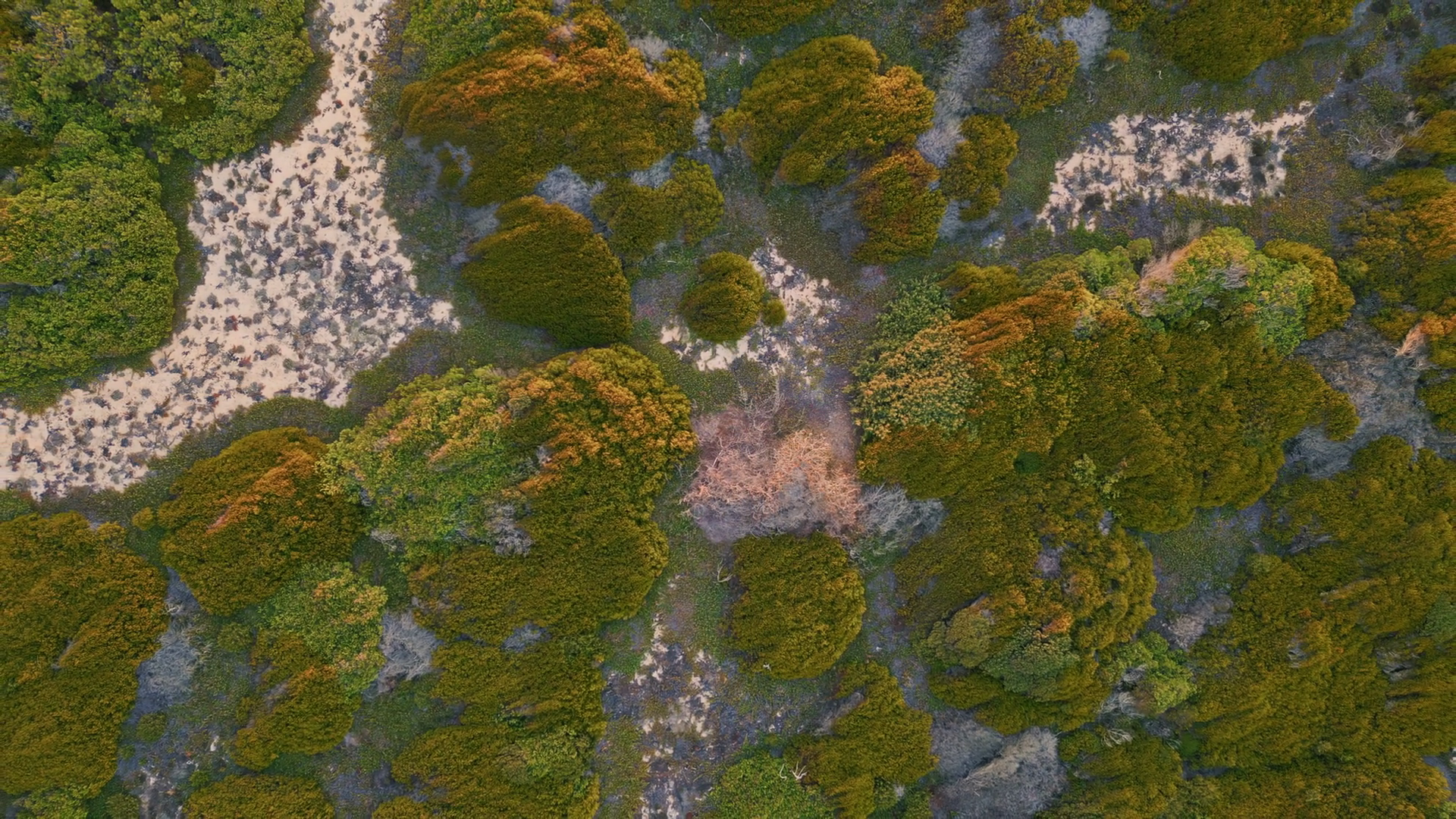 Top View Green Terrain At Evening Sunlight Stock Footage SBV-348902837 ...