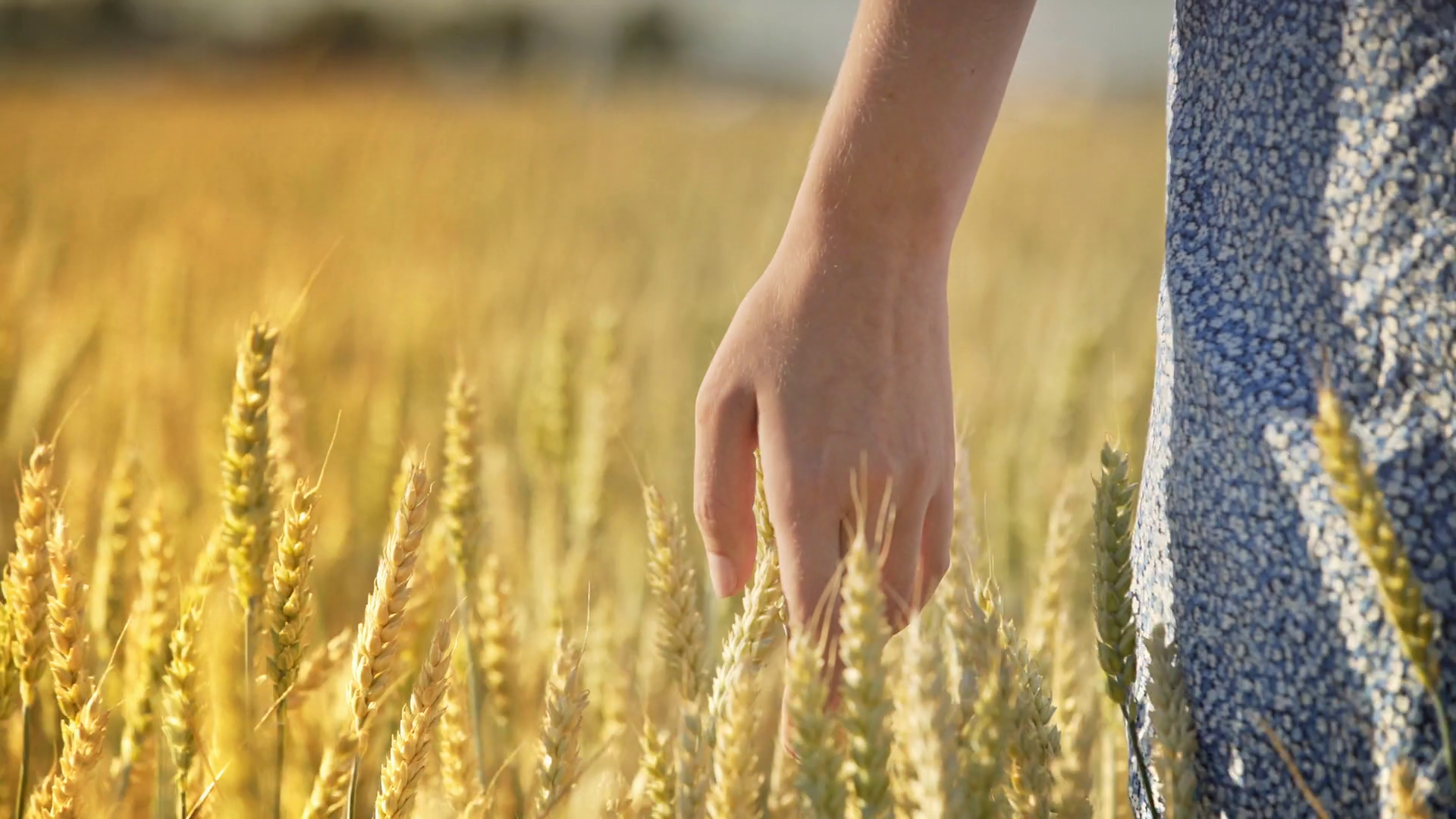 Woman Hand Touching Wheat Ear In Field Stock Footage SBV-320706671 ...