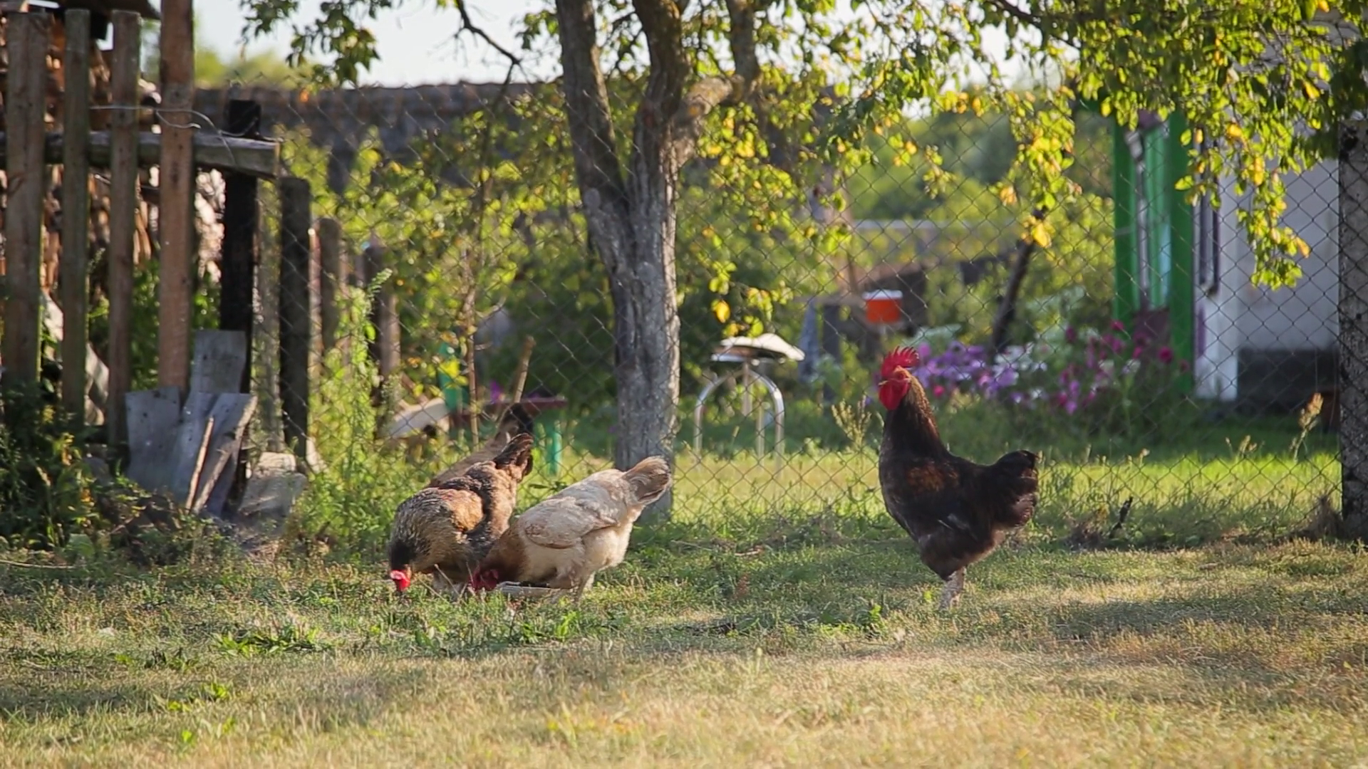 Group Of Free-range Chicken Grazing On Grass Stock Footage SBV ...