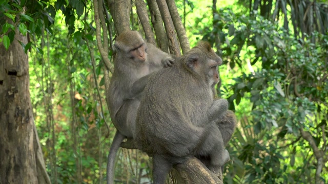 Primate Family Stock Footage: Royalty-Free Video Clips - Storyblocks