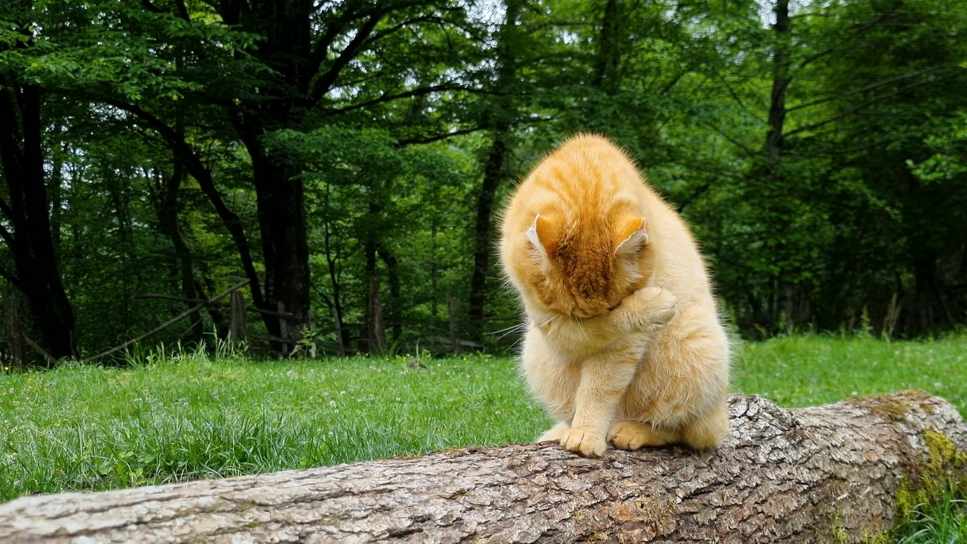 A Red Tabby Cat Sitting On Log Near Forest Stock Footage SBV-349056101 ...