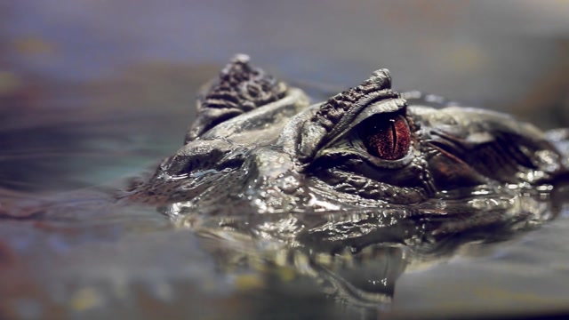 Alligator Stock Footage: Royalty-Free Video Clips - Storyblocks
