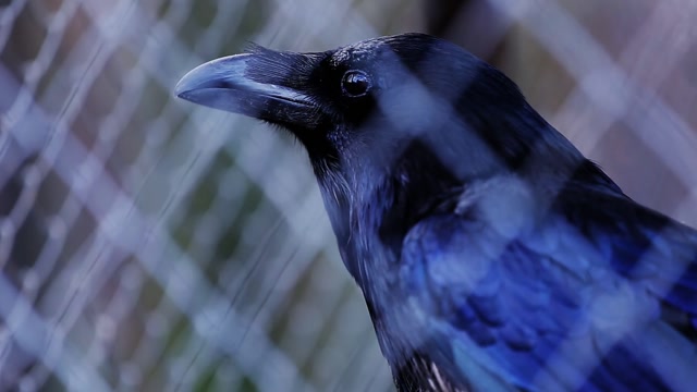 Raven Eat Stock Footage: Royalty-Free Video Clips - Storyblocks