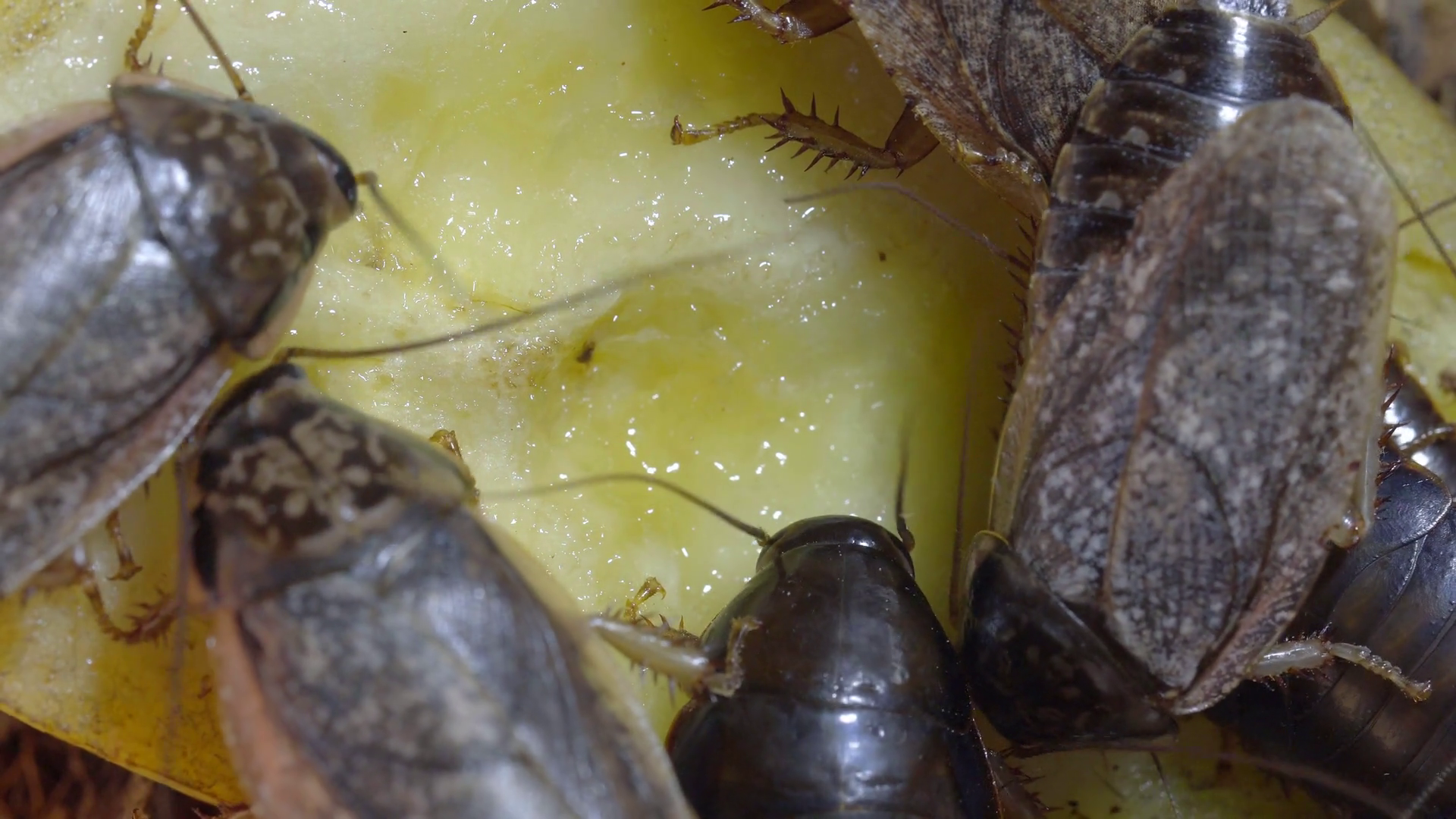 Marble Cockroaches Eat Banana Close-up Of Stock Footage SBV-332372063 ...