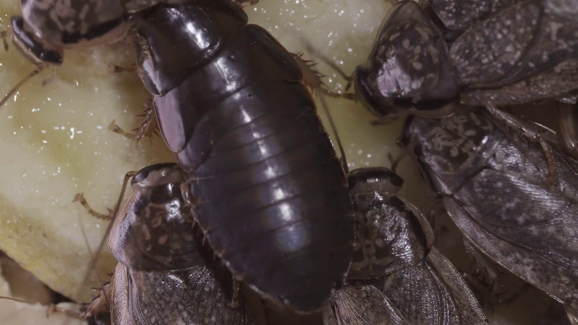 Marble Cockroaches Eat Banana Close-up Of Stock Footage SBV-331050063 ...