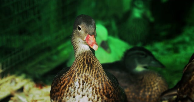 Whistling Duck Stock Footage: Royalty-Free Video Clips - Storyblocks
