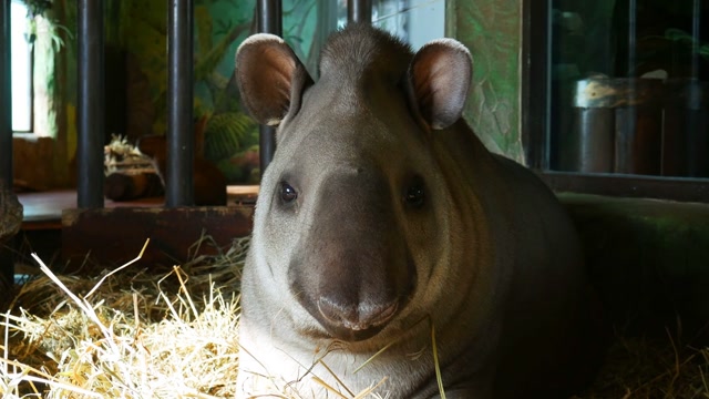 Malayan Tapir Stock Footage: Royalty-Free Video Clips - Storyblocks