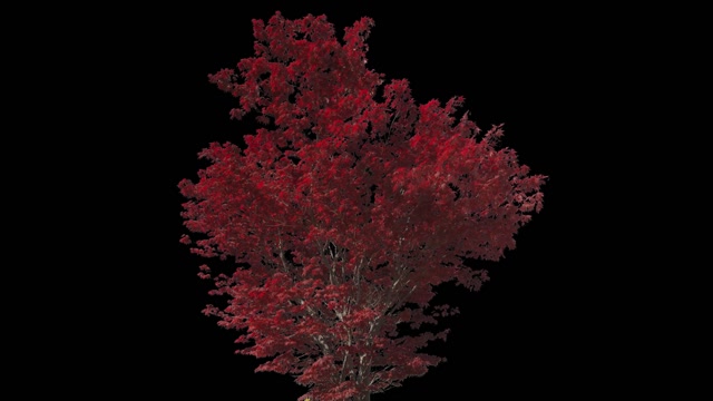 Red Tree Stock Footage: Royalty-Free Video Clips - Storyblocks