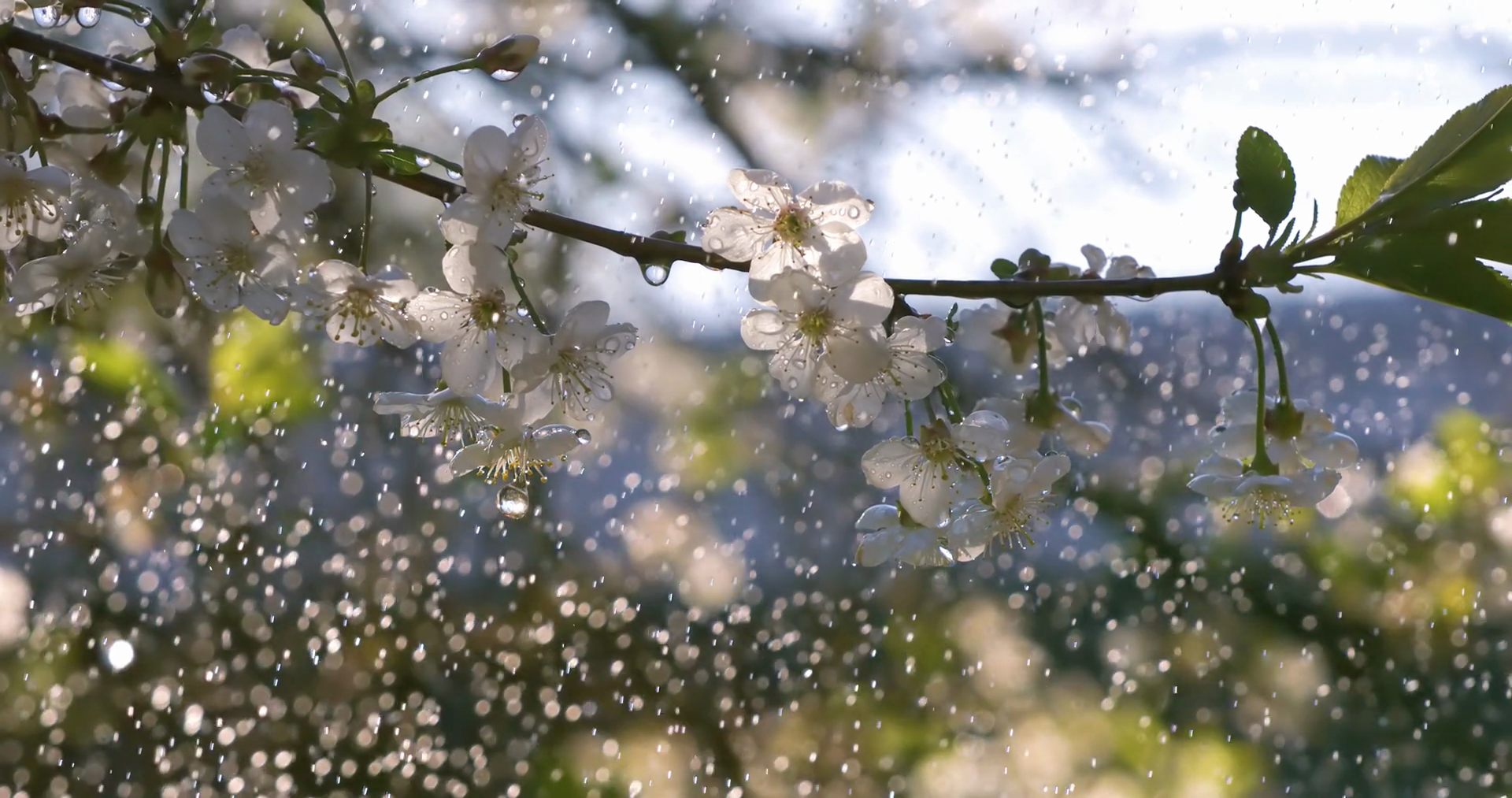 Cherry Blossom Season Drops Of Spring Rain Stock Footage SBV-349247810 ...