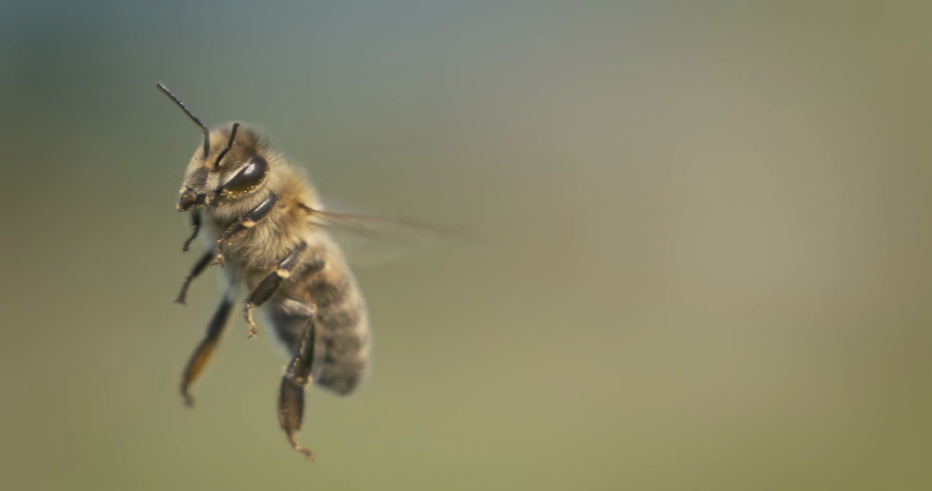 Honey Bee Fly In Super Slow Motion Shot On Stock Footage SBV-352810846 ...