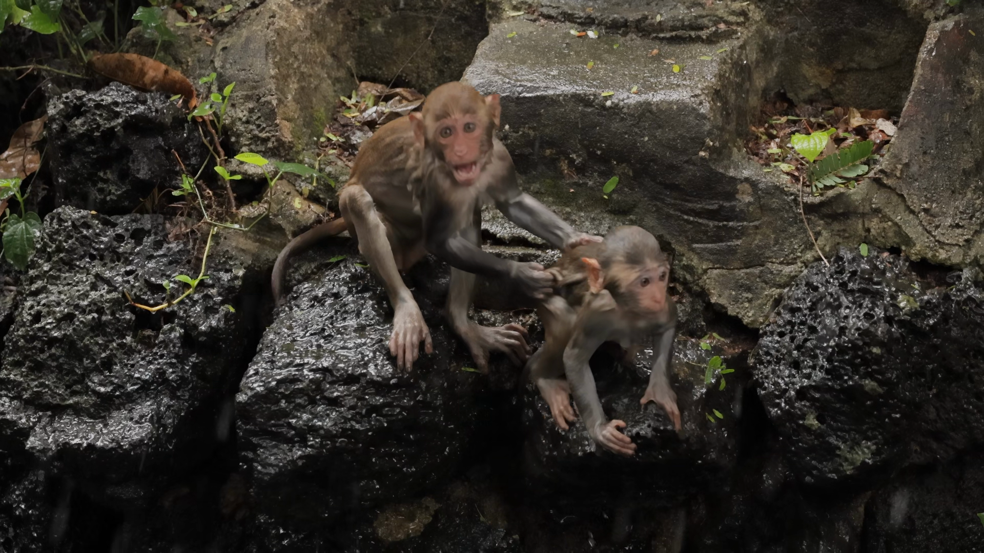 Macaques In Nature Macaques Constitute Genus Stock Footage SBV ...