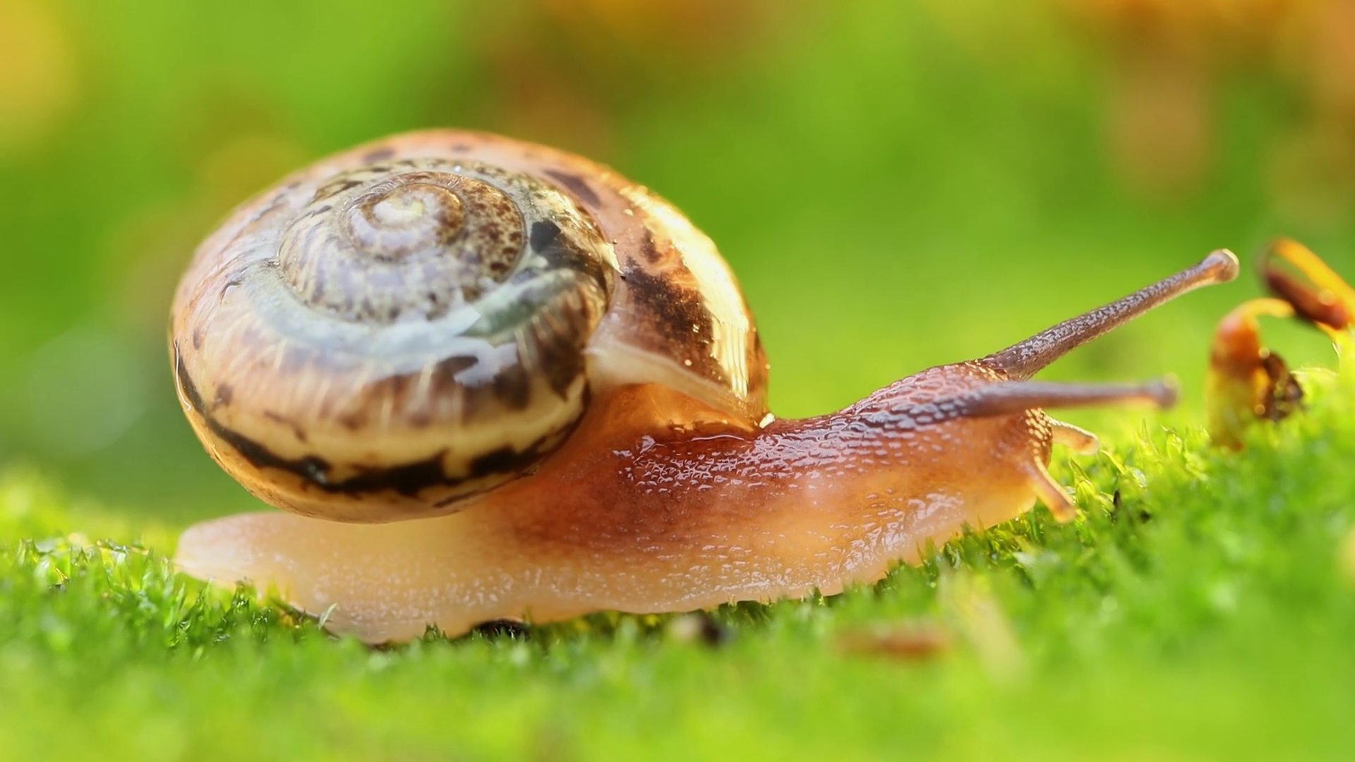Close-up Of Snail Slowly Creeping In Sunset Stock Footage SBV-338793720 ...