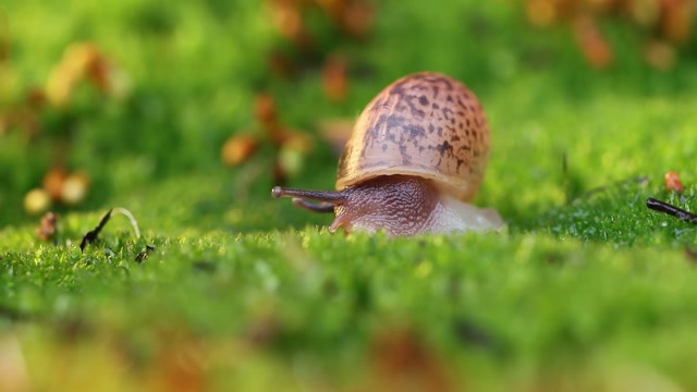 Land Snail Stock Footage: Royalty-Free Video Clips - Storyblocks