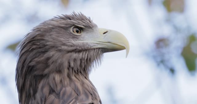 Eurasian Raptor Stock Footage: Royalty-Free Video Clips - Storyblocks