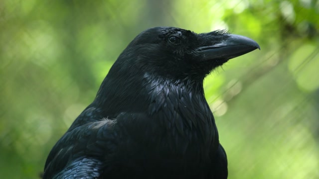 Common Crows Stock Footage: Royalty-Free Video Clips - Storyblocks