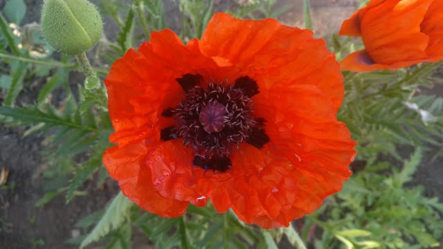 Poppy Head Stock Footage: Royalty-Free Video Clips - Storyblocks