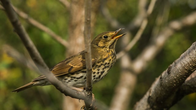 Songbird Stock Footage: Royalty-Free Video Clips - Storyblocks