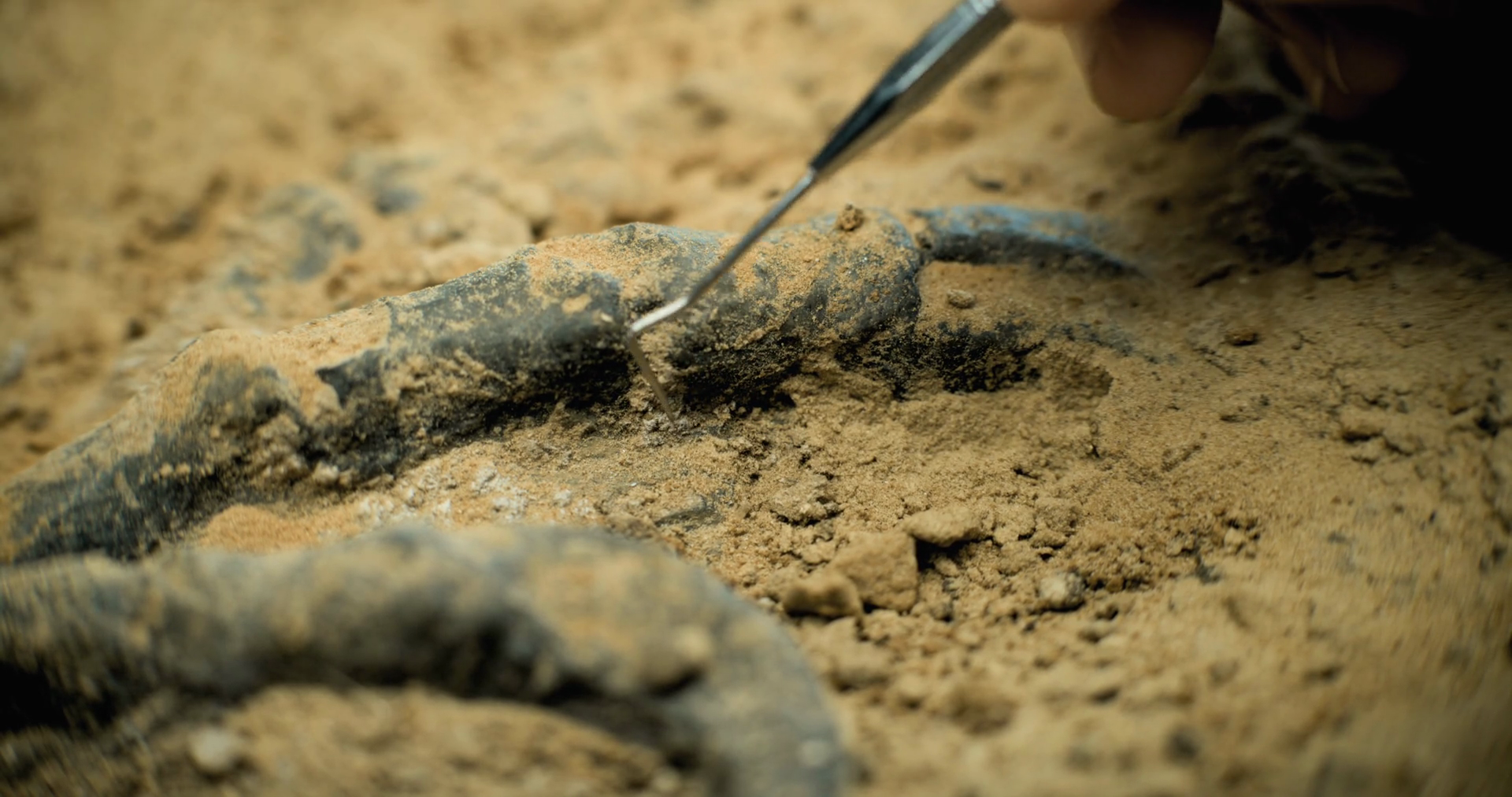 Close Up Shot Of Cleaning Skeleton Of Stock Footage SBV-349248990 ...
