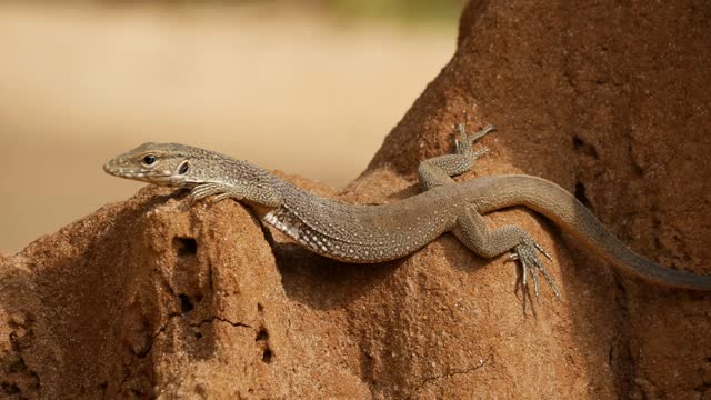 Lizard Stock Footage: Royalty-Free Video Clips - Storyblocks