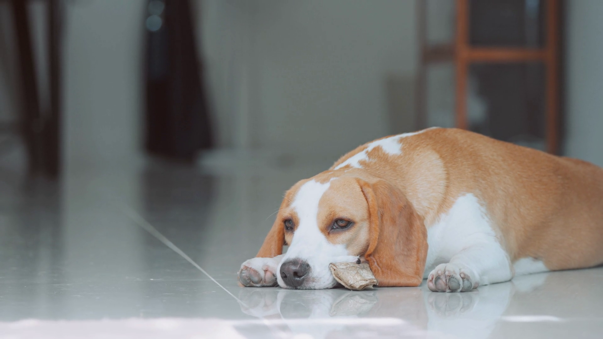 A Cute Beagle Puppy Sleeping On Floor Of Stock Footage SBV-349143631 ...