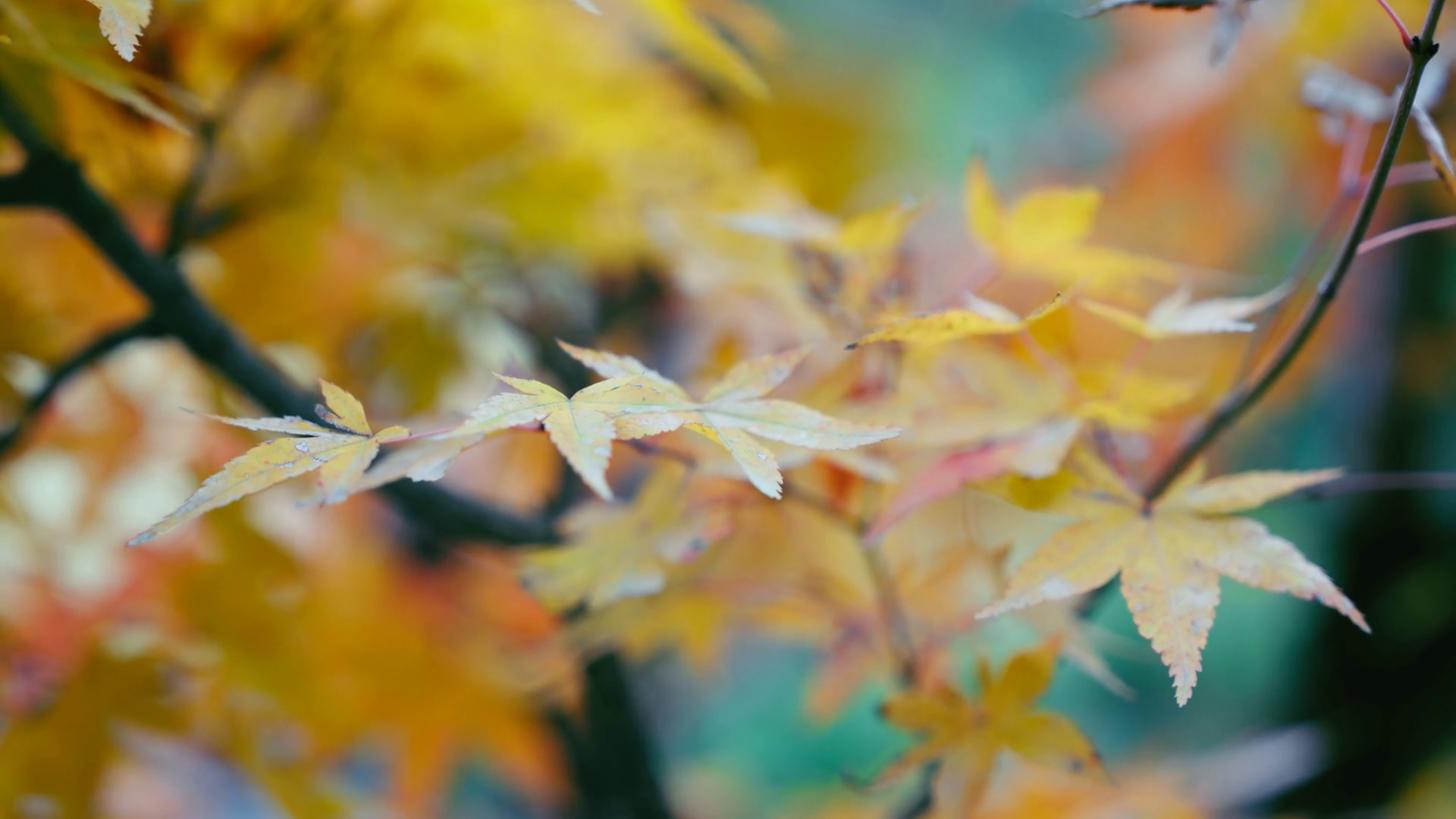 Close-up Colorful Nature Calm Autumn Golden Stock Footage SBV-351657390 ...