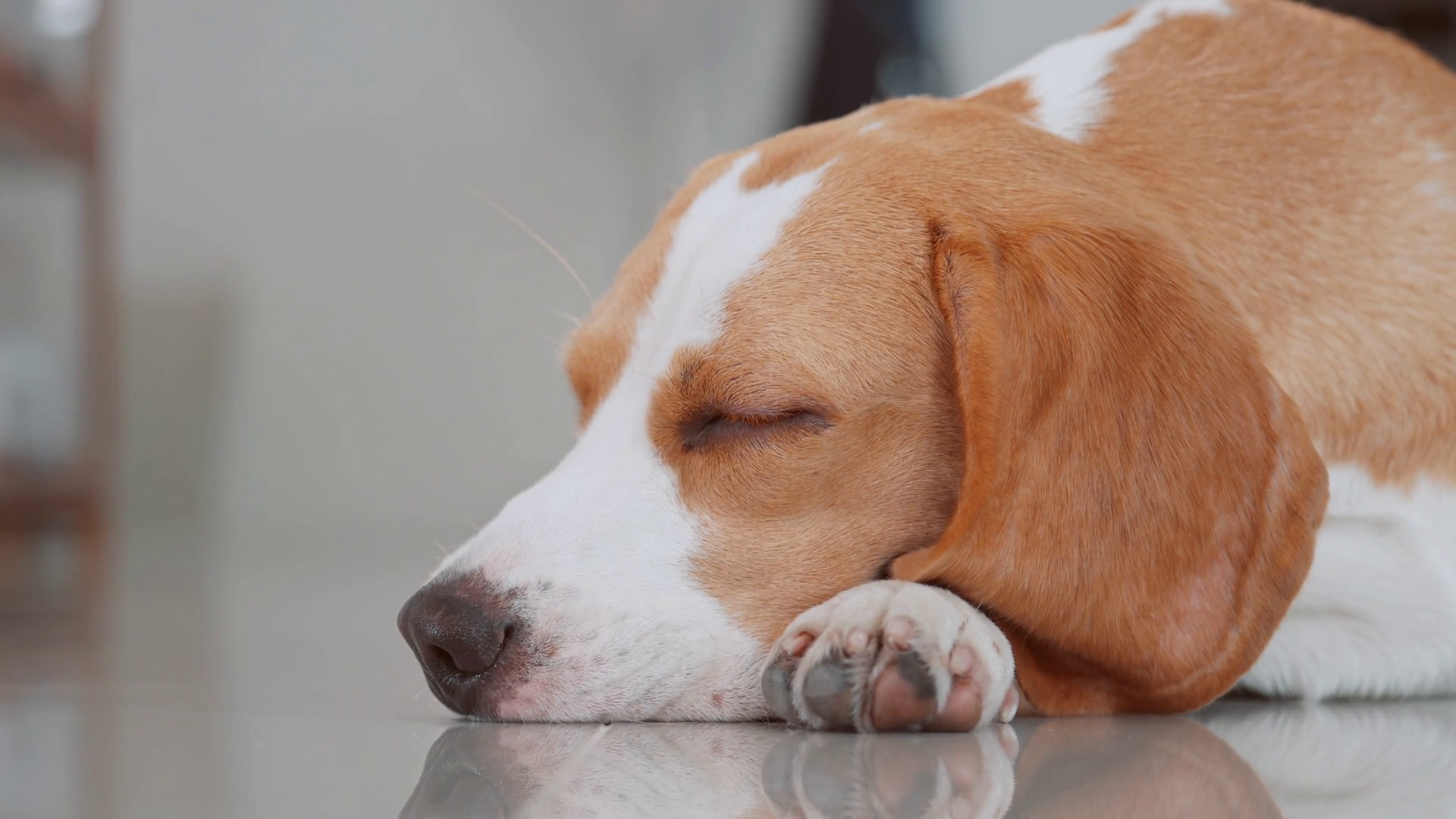 A Cute Beagle Puppy Sleeping On Floor Of Stock Footage SBV-348974543 ...