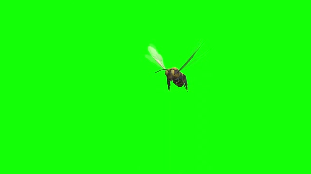 Download 35 Bee Green Screen Motion Backgrounds - Storyblocks