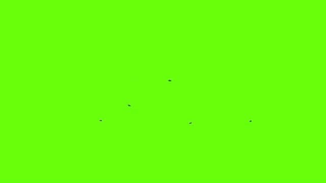 Download 79 Bug Green Screen Motion Backgrounds - Storyblocks