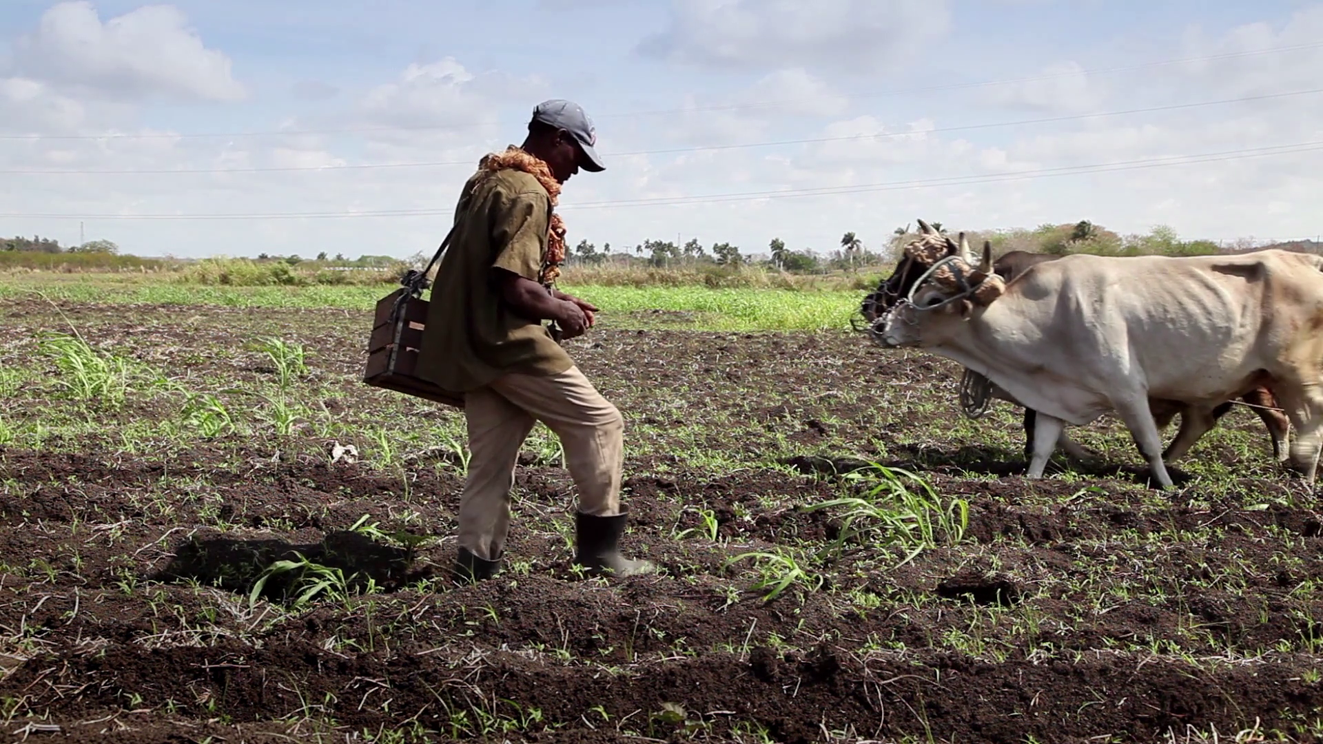 Heavy Manual Work In Fields Peasants Working Stock Footage SBV ...