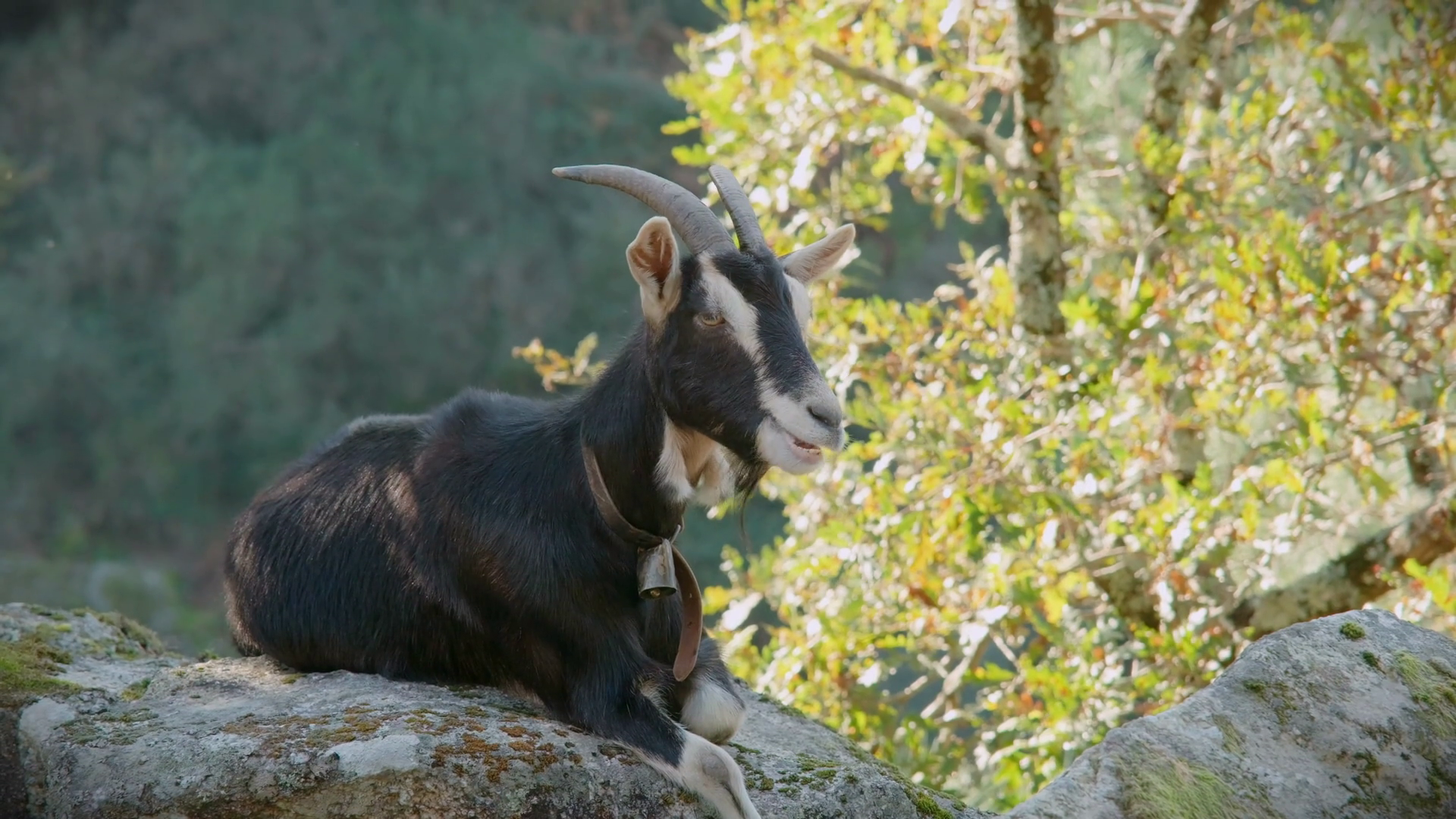 Goat Chewing Resting On Rock In Mizarela Stock Footage SBV-349407152 ...
