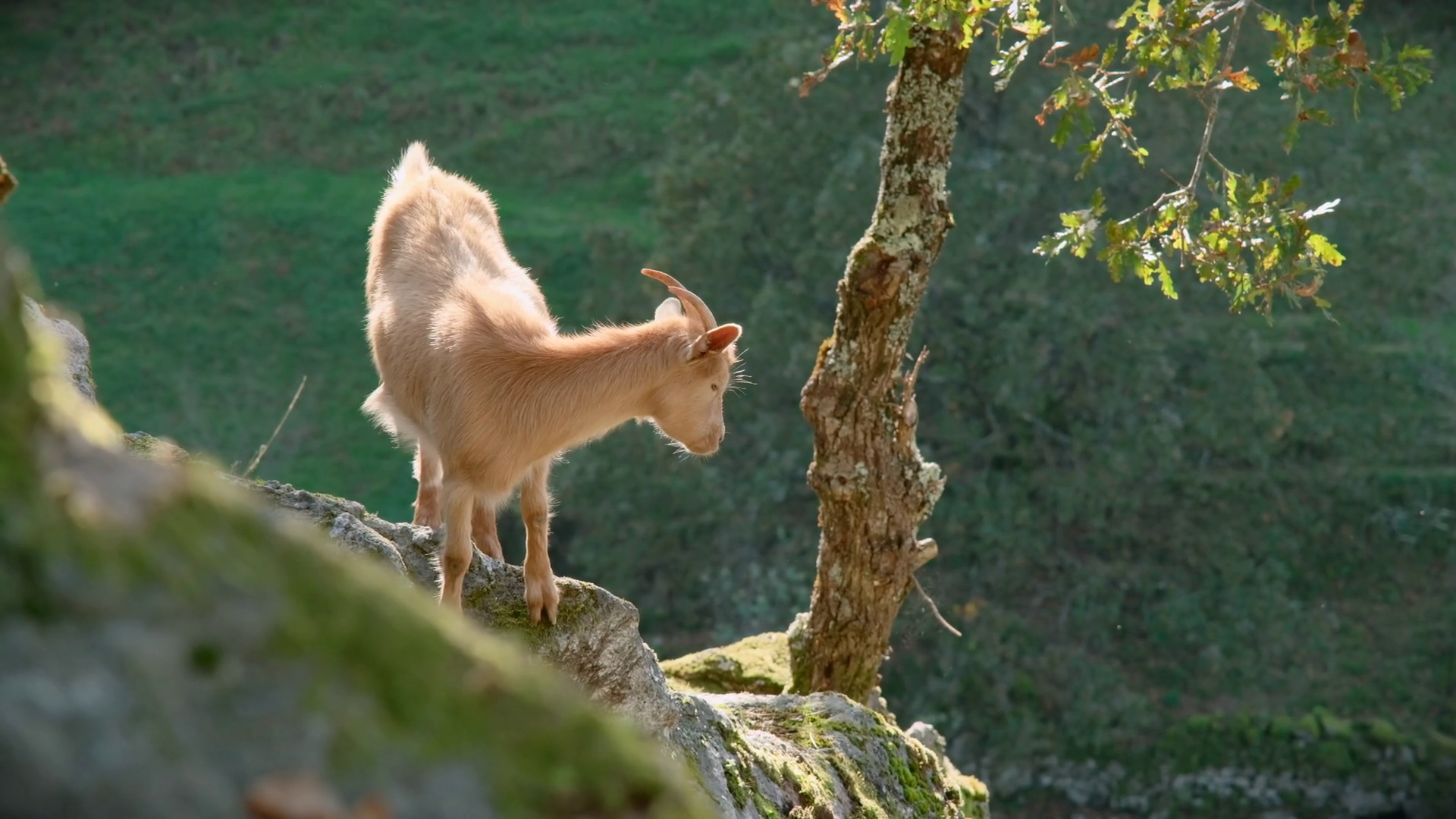 Small Orange Goat On Top Of Rock Looking At Stock Footage SBV-349407154 ...
