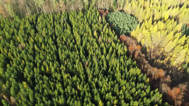 Timber Land Stock Footage: Royalty-Free Video Clips - Storyblocks