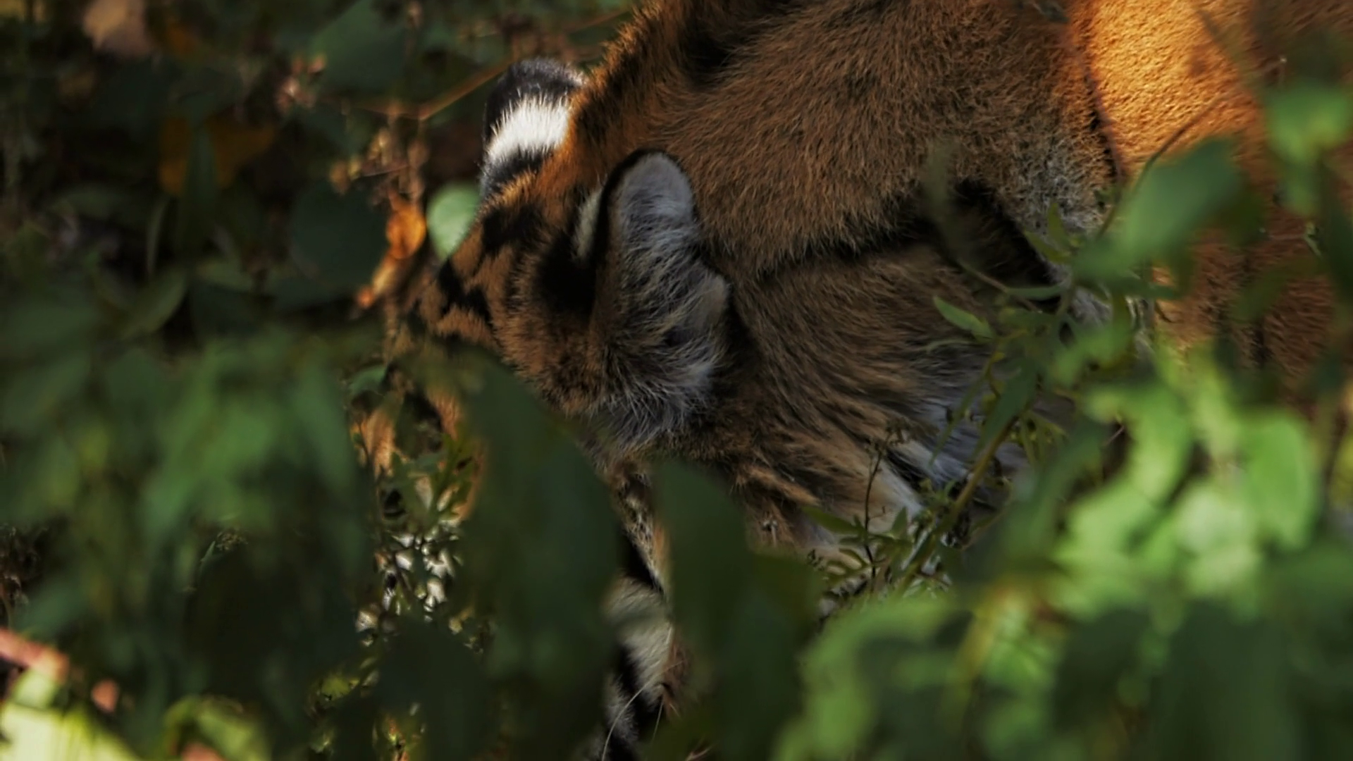 Amur Tiger Rests In Bushes Sniffing In Stock Footage SBV-348988183 ...
