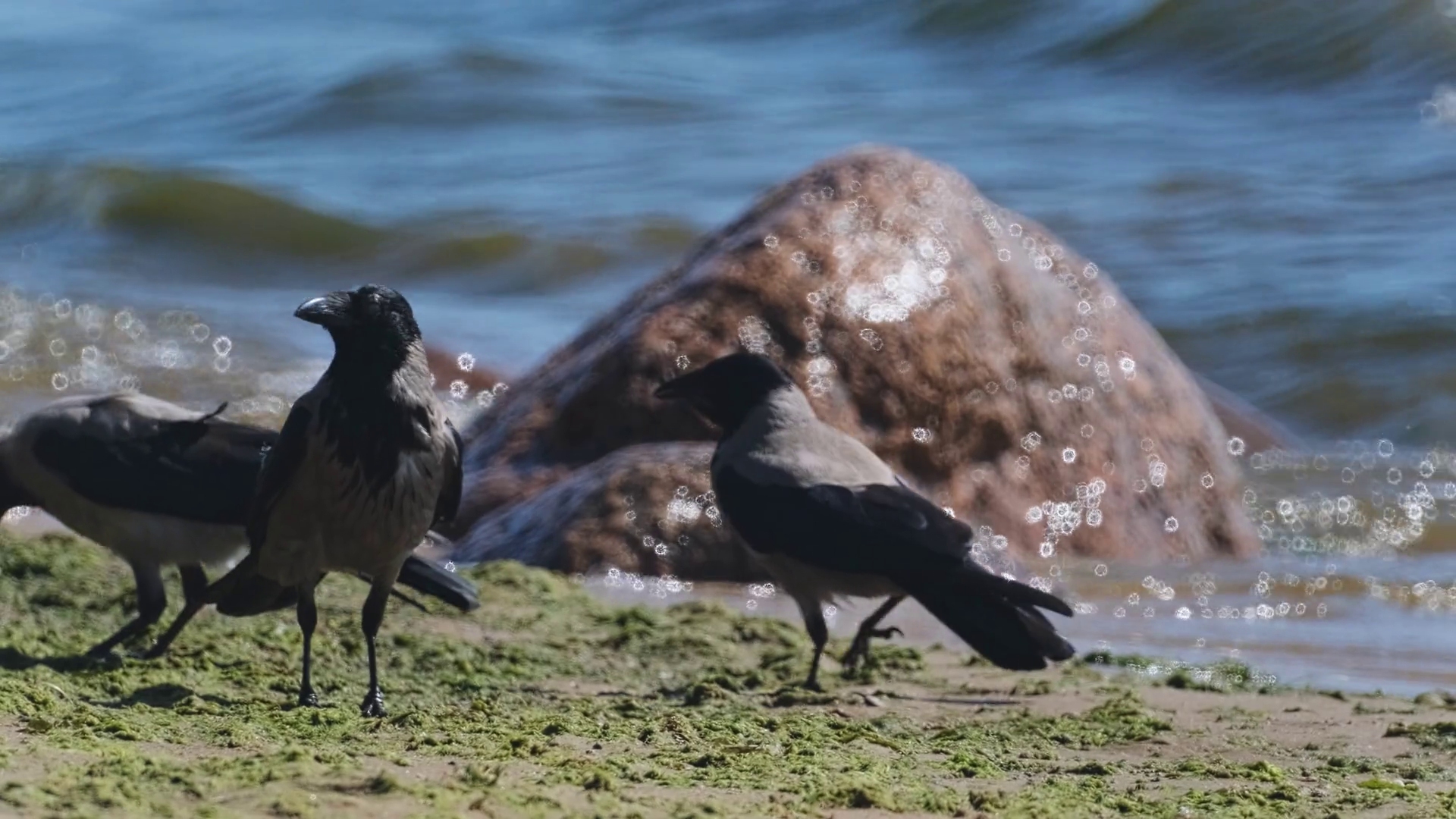 Crows Run Along Sand On Seashore In Search Stock Footage SBV-348388124 ...