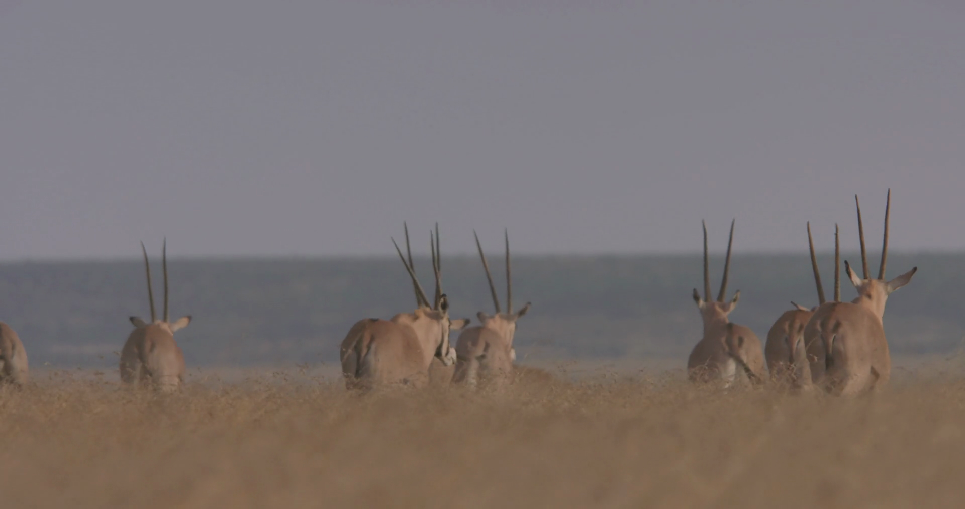Extreme Wide Shot Of East African Oryxes Stock Footage SBV-349129053 ...