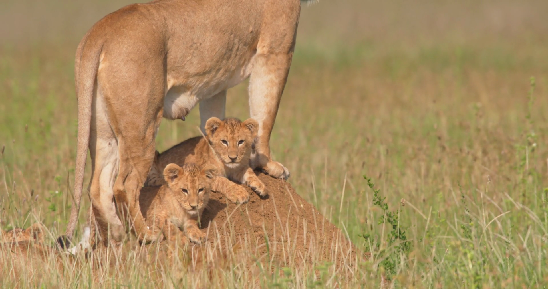 Wide Shot Of Lioness Cubs Rest At Savanna Stock Footage SBV-351674552 ...