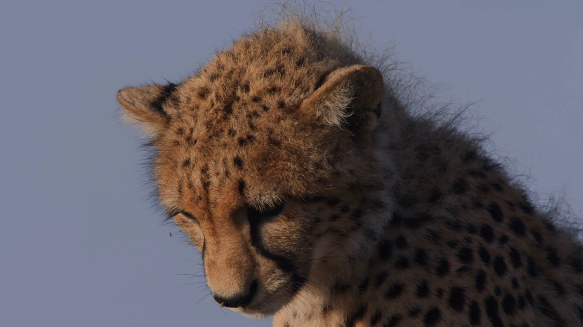 Close Up Of Cheetah's (acinonyx Jubatus) Stock Footage SBV-352076862 ...