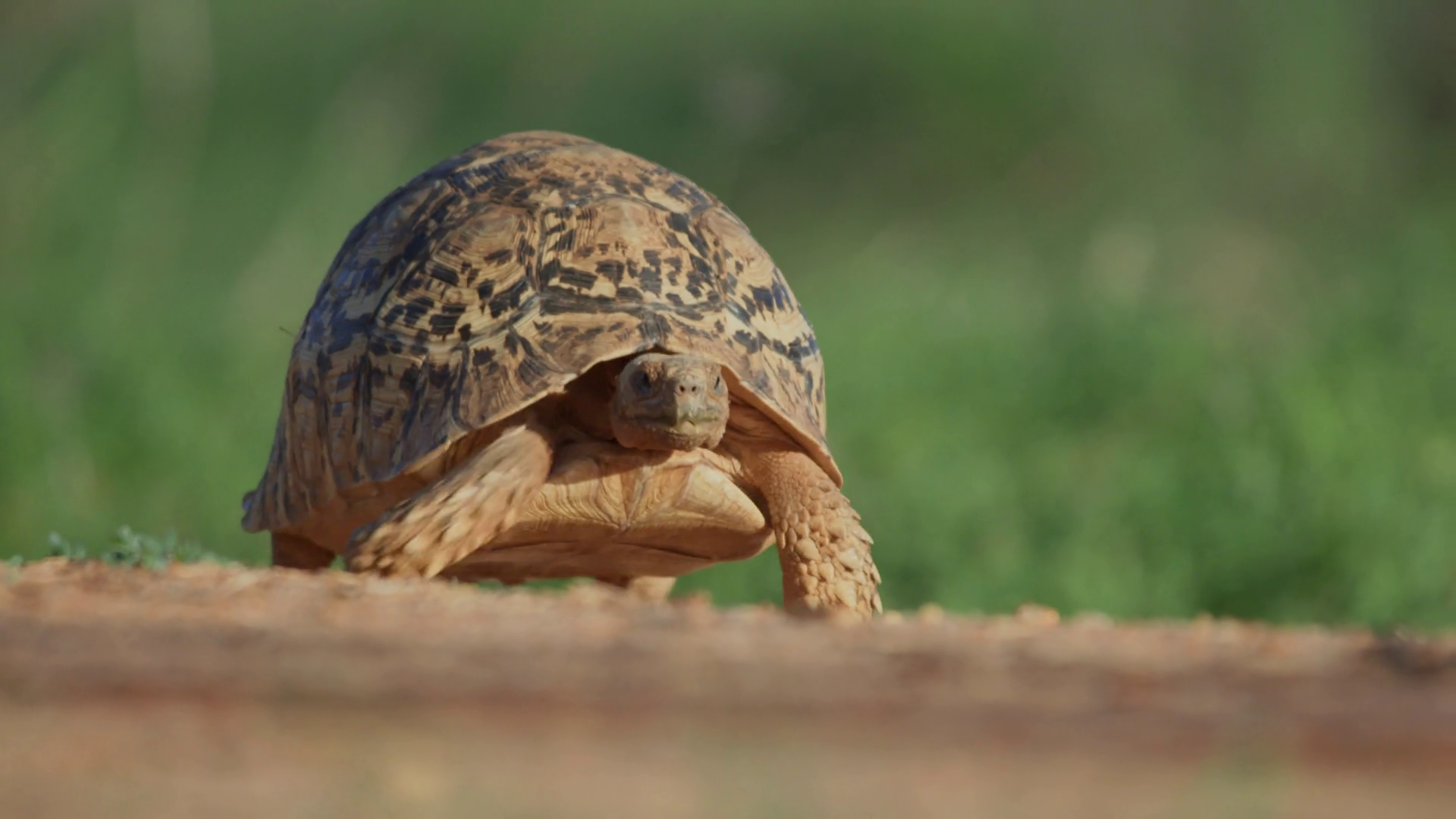Bokeh Shot Of Leopard Tortoise Walking Stock Footage SBV-348770911 ...